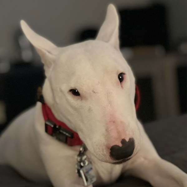 Pet